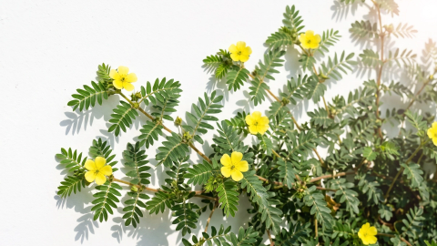 Odkrijte veselje do življenja s Tribulus terrestris